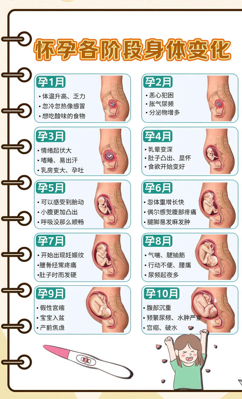 揭秘供卵代孕妈妈怀孕小腹分两节，孕期变化的奥秘泸州代生机构: